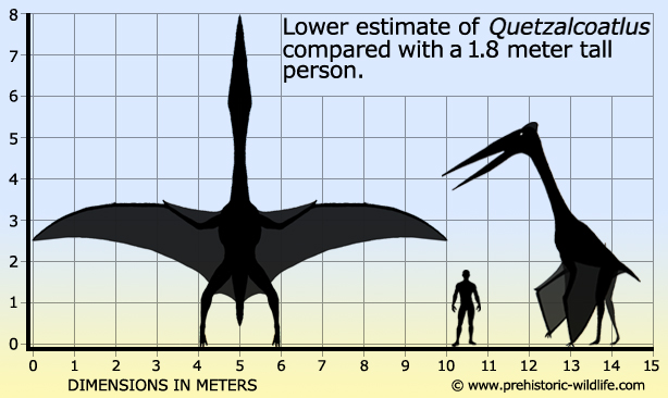 http://www.prehistoric-wildlife.com/images/species/q/quetzalcoatlus-size.jpg